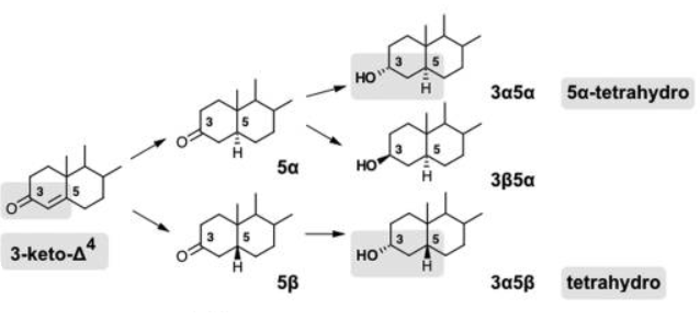 Steroid Synthetic Route